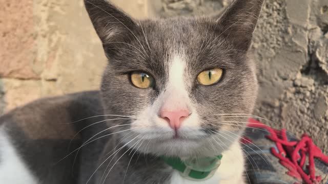 ВАСАННА ( Аура ) папы смотреть онлайн