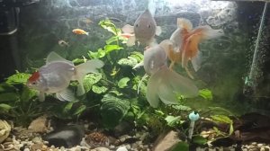 золотые рыбки