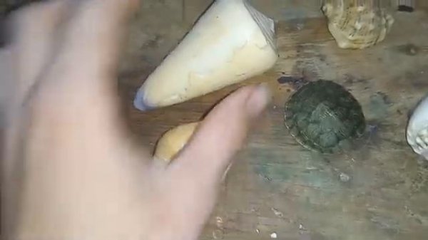 ракушки от   Zoouri5