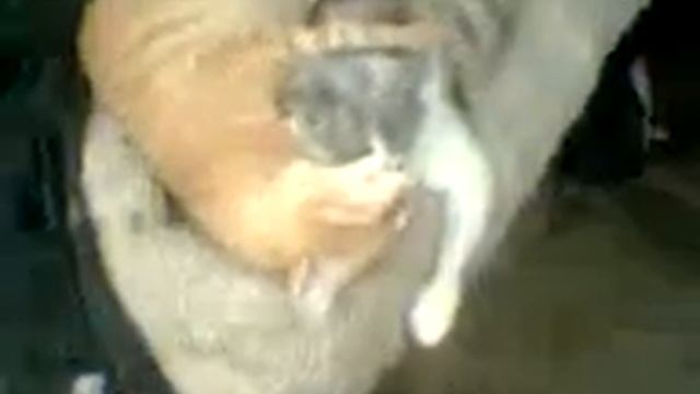 Налякані коти смотреть онлайн