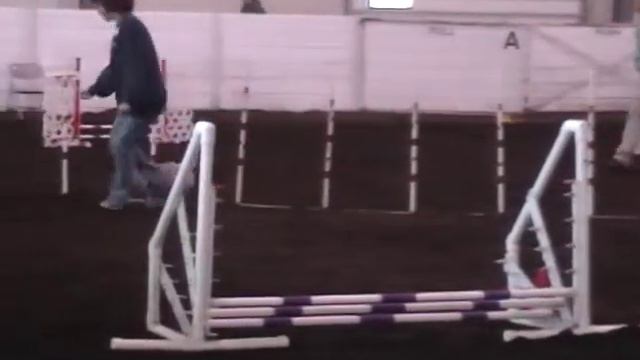 Portuguese Podengo Fada E JWW 2 14 09 смотреть онлайн