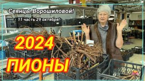 Цветение сеянцев пионов Ворошиловой А.Б. в 2024 году. Часть 11 / Сад Ворошиловой