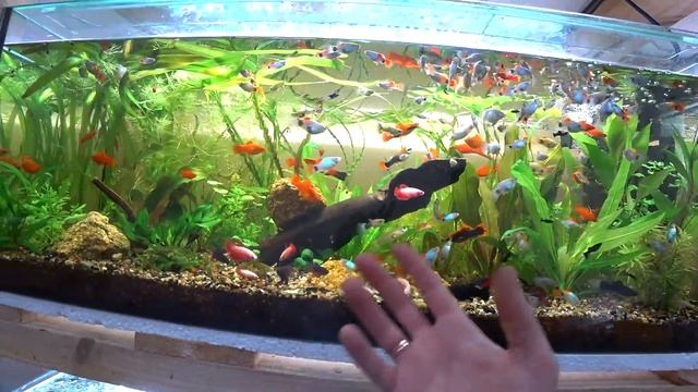 С разводни живородок о разном смотреть онлайн