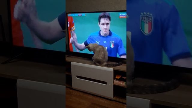 Кошка смотрит футбол смотреть онлайн