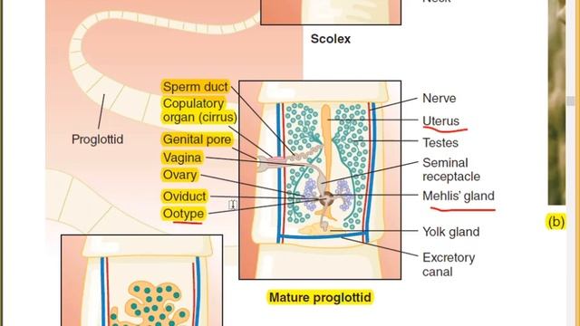 Class Cestoidea || Cestodes || Tapeworm || Phylum Platyhelminthes смотреть онлайн