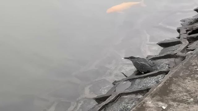 Одна умная зелёная цапля использует хлеб в качестве приманки, чтобы поймать рыбу.
Подпишись. смотреть онлайн