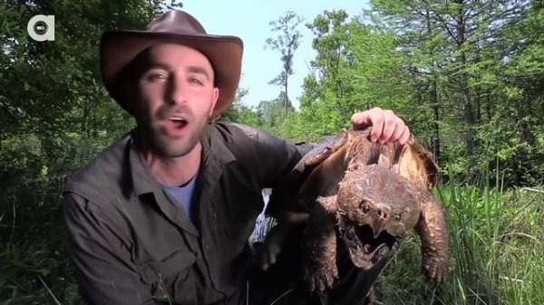 Укус грифовой черепахи