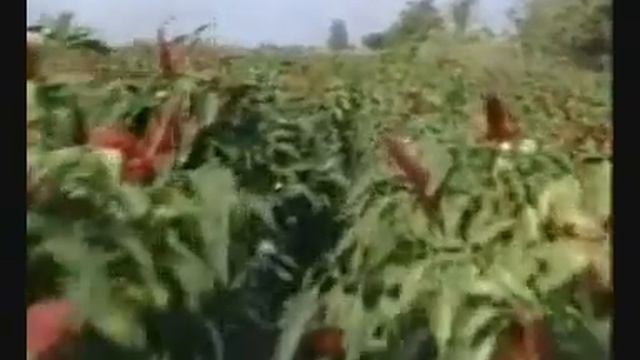 Kalocsa-Juca néni csárda - Paprika смотреть онлайн