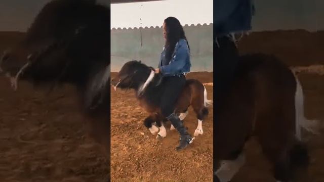 Dancing pony смотреть онлайн