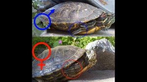 как ухаживать за красноухой черепахой