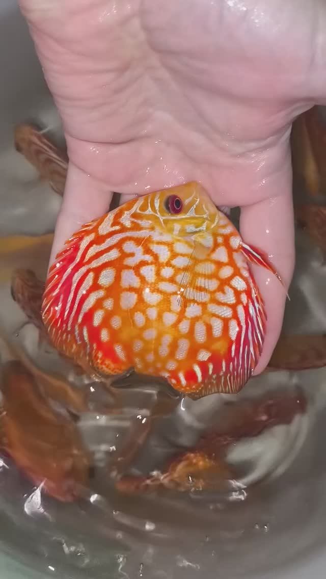 Отправка дискусов в Львовское смотреть онлайн