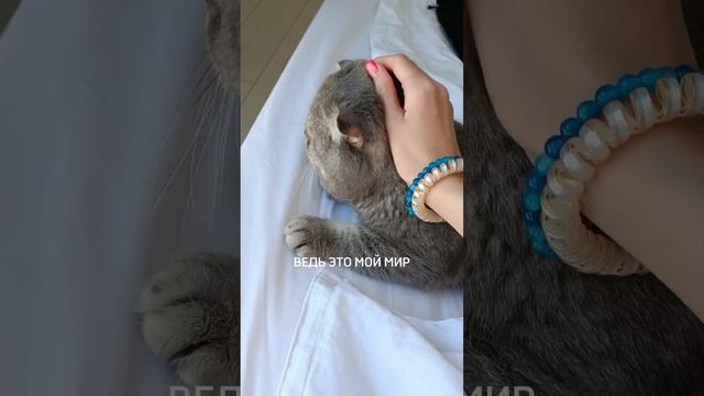 А как выглядит ваш мир? #cat #love #кот #котики смотреть онлайн
