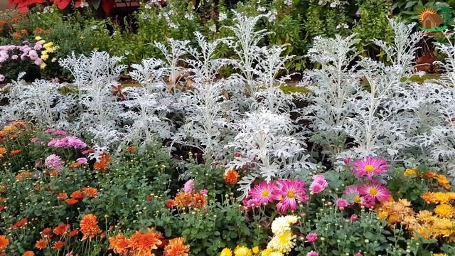 Beautiful Flower Garden in Chiang Mai, Thailand смотреть онлайн