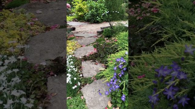 УТРО В САДУ. 27 мая 2024. #цветники #цветы #garden #клумбы #flowers #сад смотреть онлайн