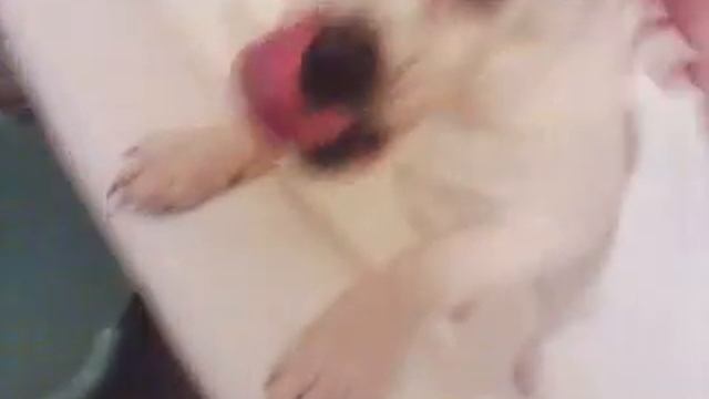 Ччихуахуа, до ужаса добрый смотреть онлайн