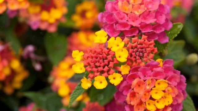 How to Grow Lantana смотреть онлайн