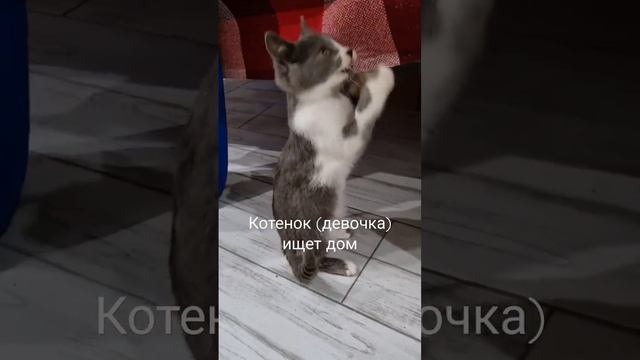 Котенок (девочка) ищет дом. Доставим в любой город смотреть онлайн