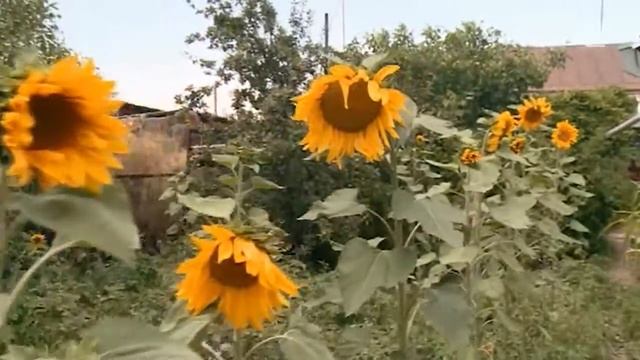 Մանրէասպան ծովաբողկը смотреть онлайн