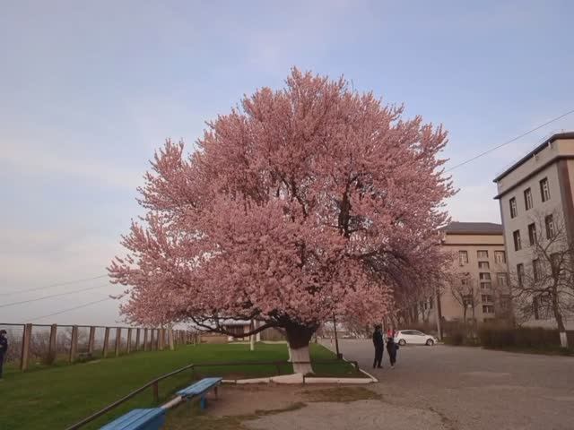 Звёздная ночь М.Ю Лермонтов смотреть онлайн