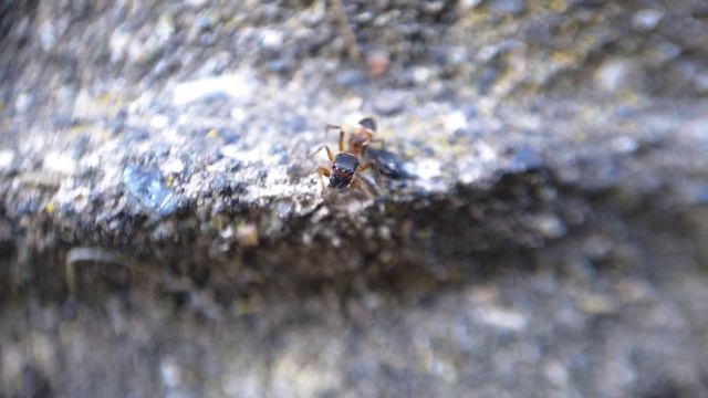 ხტუნია ობობა ( Myrmarachne formicaria ♀️) смотреть онлайн