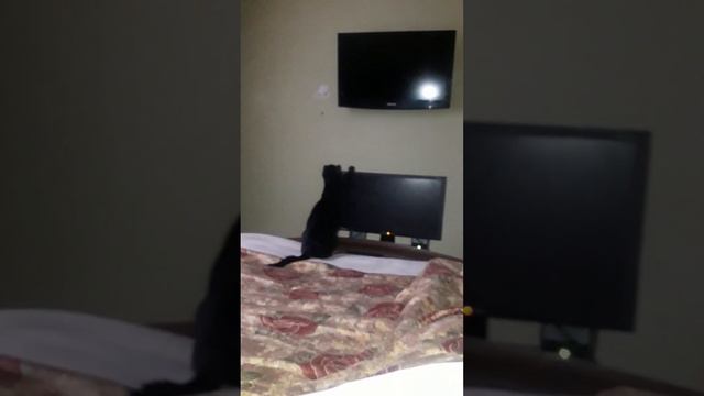 кошка сажа смотреть онлайн