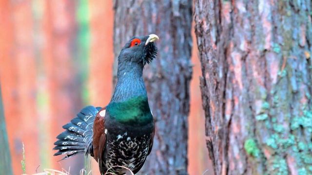 Глухариные танцы смотреть онлайн
