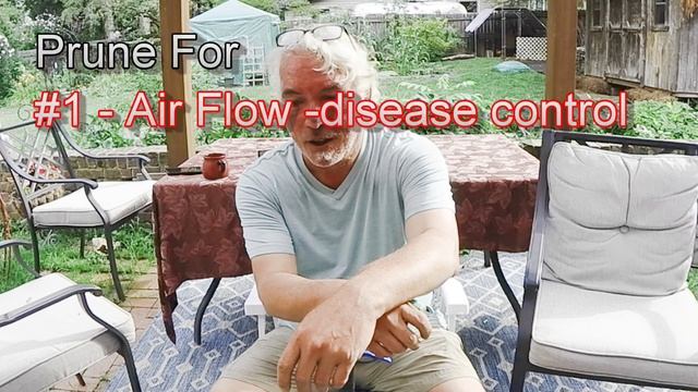 Pruning Cherokee Purple Indeterminate Tomato Plants смотреть онлайн