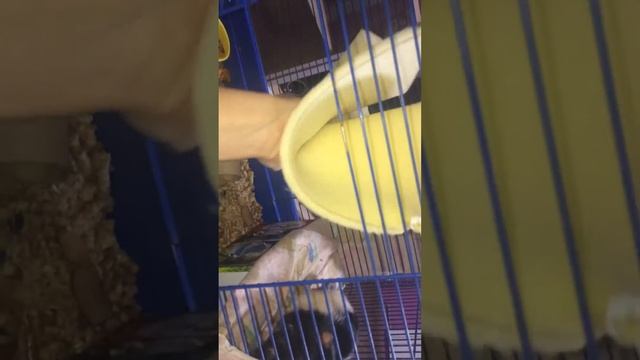 Что должно быть в клетке у крысы смотреть онлайн