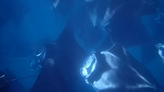 Manta Rays // 29~07~19 // Hanifaru Bay, Maldives смотреть онлайн