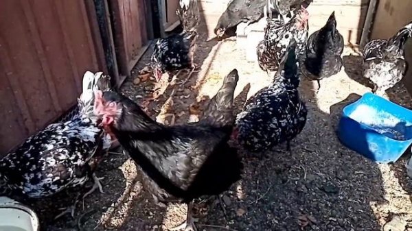 Австралорп черно-пестрый.