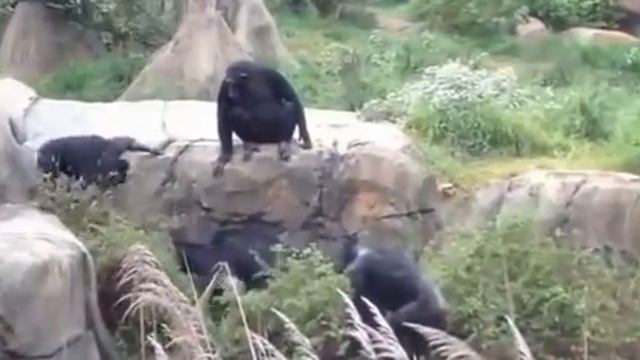Ищу во мху енота Вот, во мху енот! смотреть онлайн