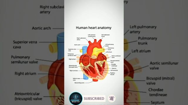 Human Heart Muscles #graduation #neet #viral #cardiology смотреть онлайн
