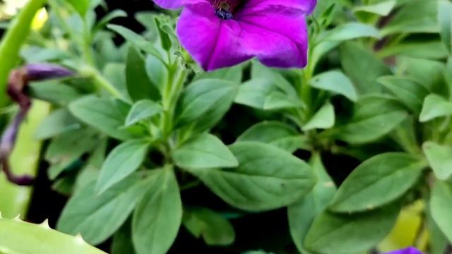 How to Propogate Petunia from seeds/ petunia Nana compacta/ നാടൻ പെറ്റുനിയ വിത്തുകൾ അറിയേണ്ടതെല്ലാം смотреть онлайн