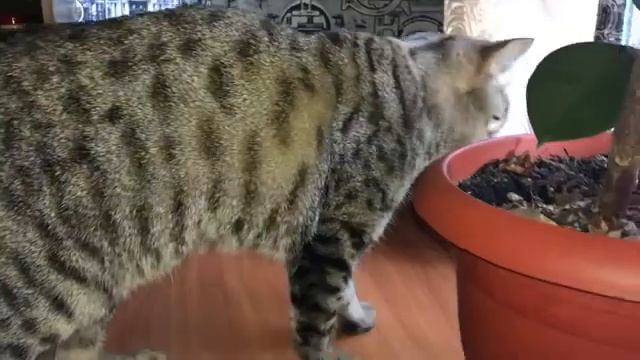 коты и удав как живут у нас смотреть онлайн