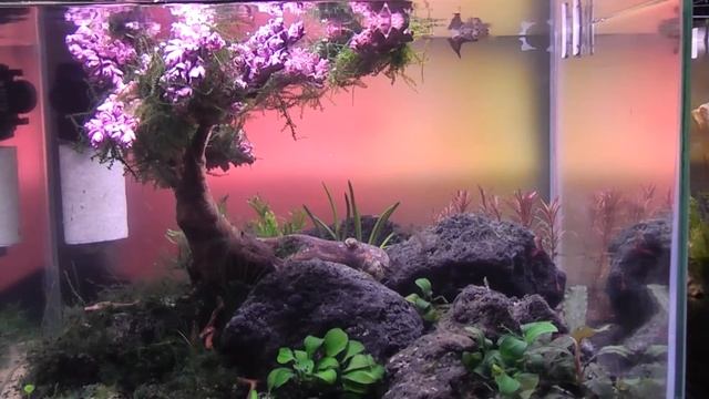 Ужгород: SAKURA в акваріумі - 2017 смотреть онлайн