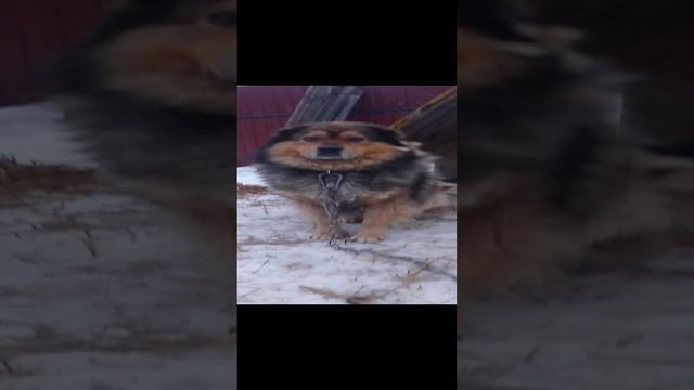 ПЁС МЕНЯ ЭТО НРАВ