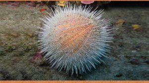 Карточки Домана Часть 6 Мир воды!