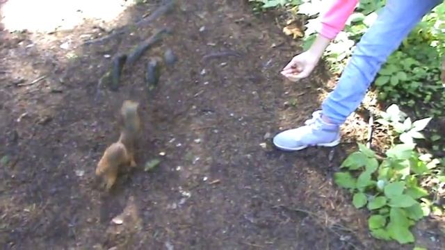 Прогулки с белками исчо) смотреть онлайн