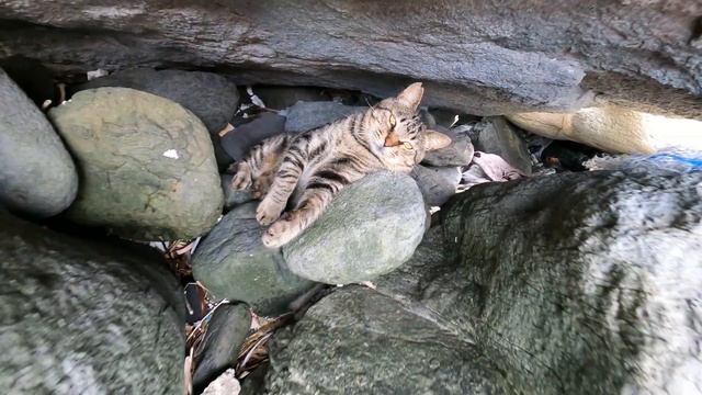 海の岩場にある猫の隠れ家を覗いたら、キジトラ猫に叩き出された смотреть онлайн