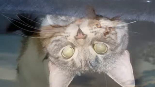 Кошачья Грусть смотреть онлайн