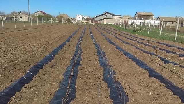 Высадка виноградной школки 2020г смотреть онлайн