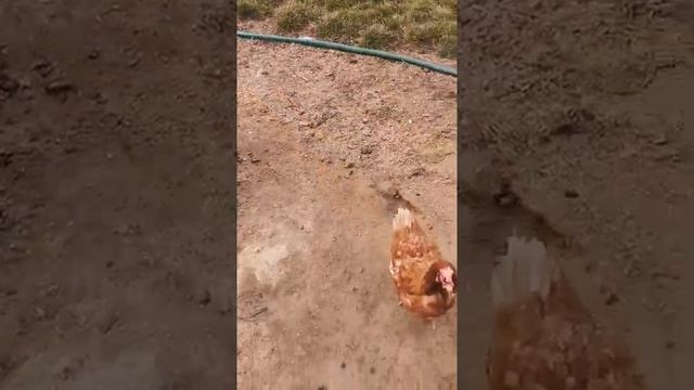 Шпиц против Курицы))))))) смотреть онлайн
