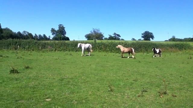 Tara's first time out in the field after her scope смотреть онлайн