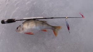 Ловля со льда зимой окуня на блесну!!!