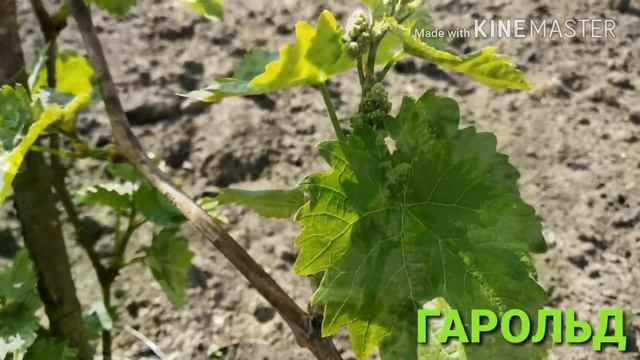 виноград ГАРОЛЬД - зав'язь (майбутні грона) смотреть онлайн