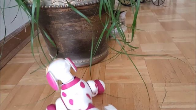 Zoomer dog and kitty. смотреть онлайн