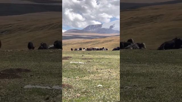 Рейна Кенч чарбасынын топоздору. смотреть онлайн