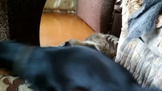 Гоша и Маргоша