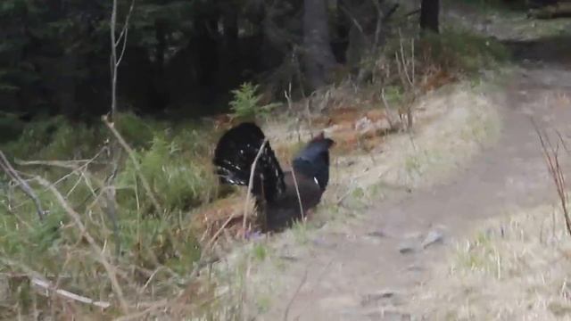 Птах Глухар в лісах Карпат. Мандри Віктора Впізнай світ смотреть онлайн