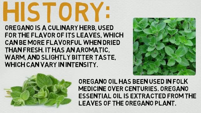 Essential Oil Breakdown: Oregano Oil! Benefits, Uses, and History (Aromatherapy) смотреть онлайн